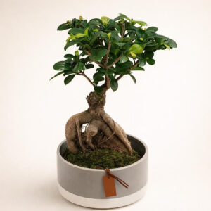 Bonsai stablo AI 1